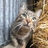 Farm cats celebrated with hilarious - and sometimes gruesome - photo competition